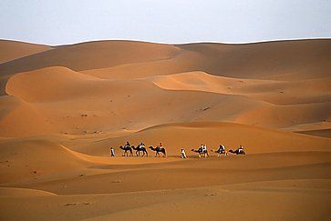 Carovana di cammelli nel Sahara.