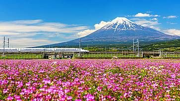 Un treno shinkansen passa vicino al monte Fuji vicino a Shizuoka. In primo piano i fiori shibazakura.