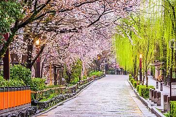 La strada che corre a fianco al canale Shirakawa a Kyoto, in primavera.