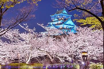Castello di Osaka illuminato di notte tra fiori di ciliegio in fiore.