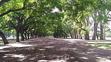 La "Foresta Palermo" a Buenos Aires.