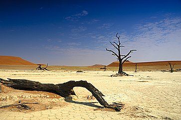 Alberi secchi e in lontananza le dune, nel deserto del Namib.