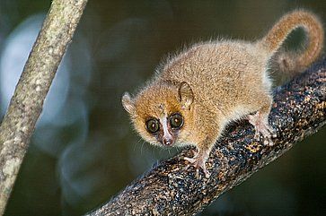 Lemure nel Parco Nazionale Ranomafana in Madagascar.