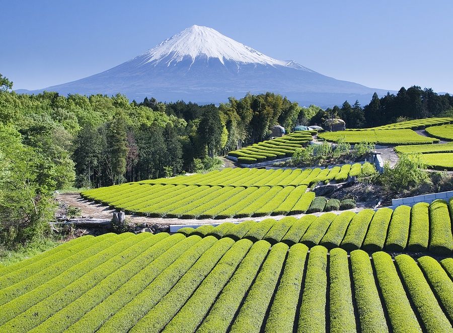 Campi di tè verde con il Monte Fuji sullo sfondo in Giappone.