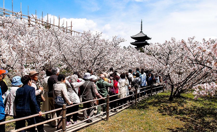 Turisti ammirano i ciliegi in fiore al tempio Ninna-ji di Kyoto.