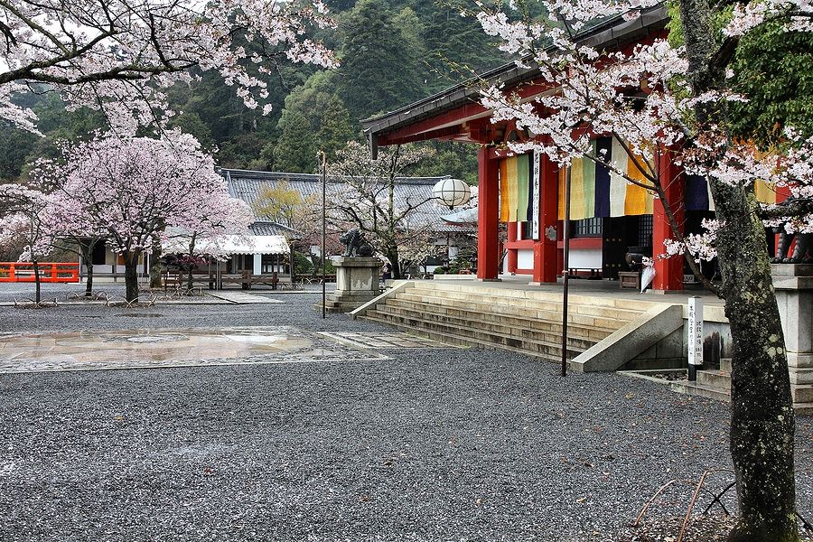 Tempio Kurama a Kyoto circondato da ciliegi in fiore.