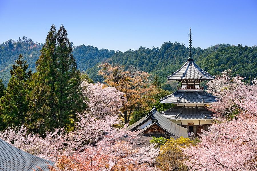 Tempio Kinpusenji e ciliegi in fiore a Yoshinoyama, Giappone.