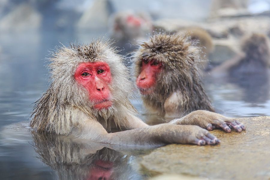 Due macachi giapponesi in un onsen naturale nel Parco Jigokudani, Giappone.