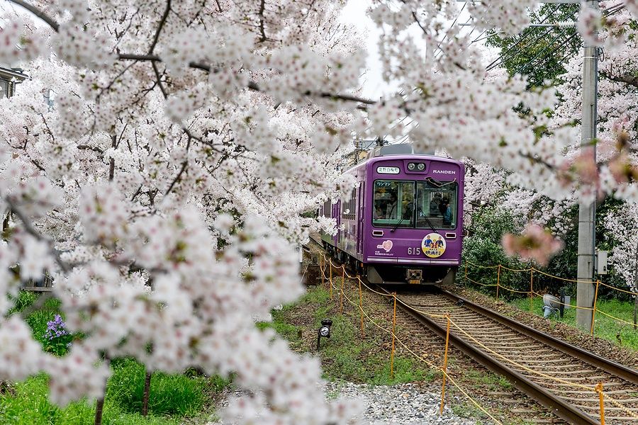 Treno attraversa fiori di ciliegio ad Arashiyama, Kyoto.