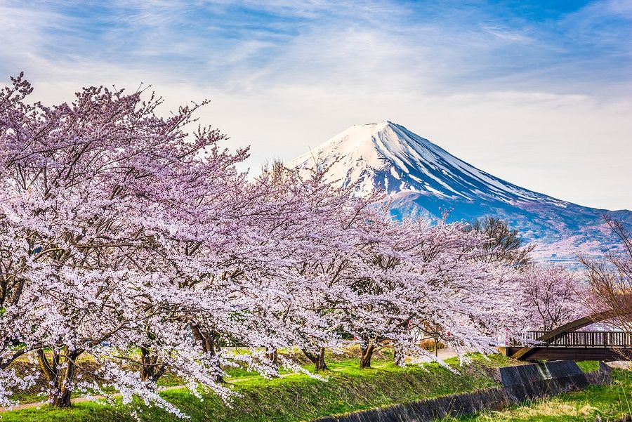 Monte Fuji e ciliegi in fiore lungo il Lago Kawaguchi.