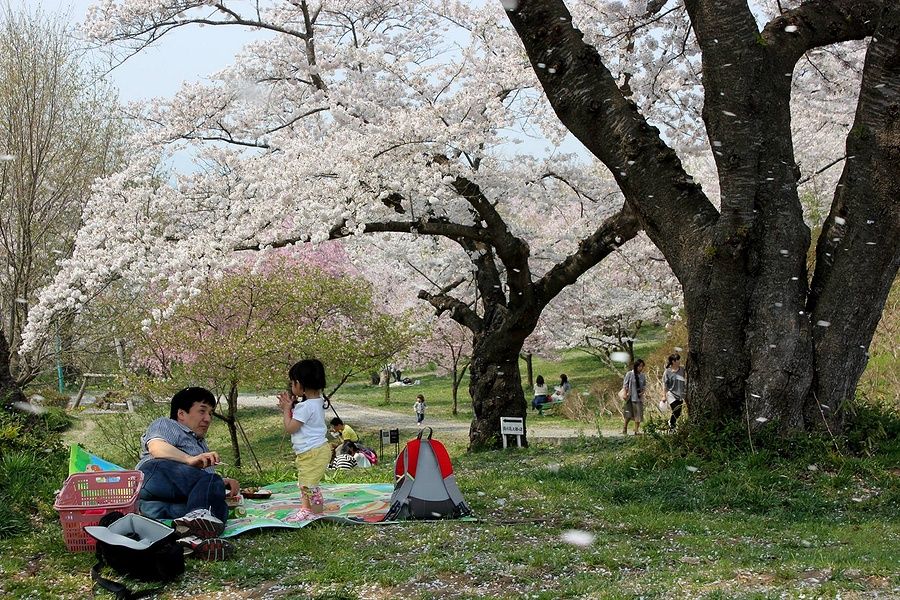 Persone fanno un picnic sotto i ciliegi in fiore a Shiroyama Park, Iwate.