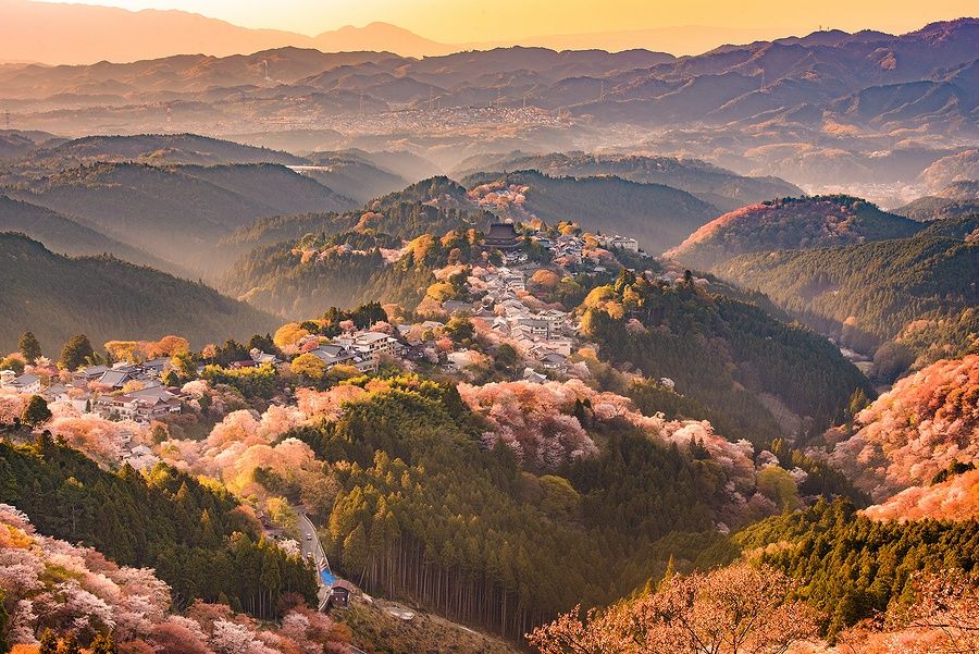 Veduta aerea di Yoshinoyama, Giappone, in primavera con ciliegi in fiore.