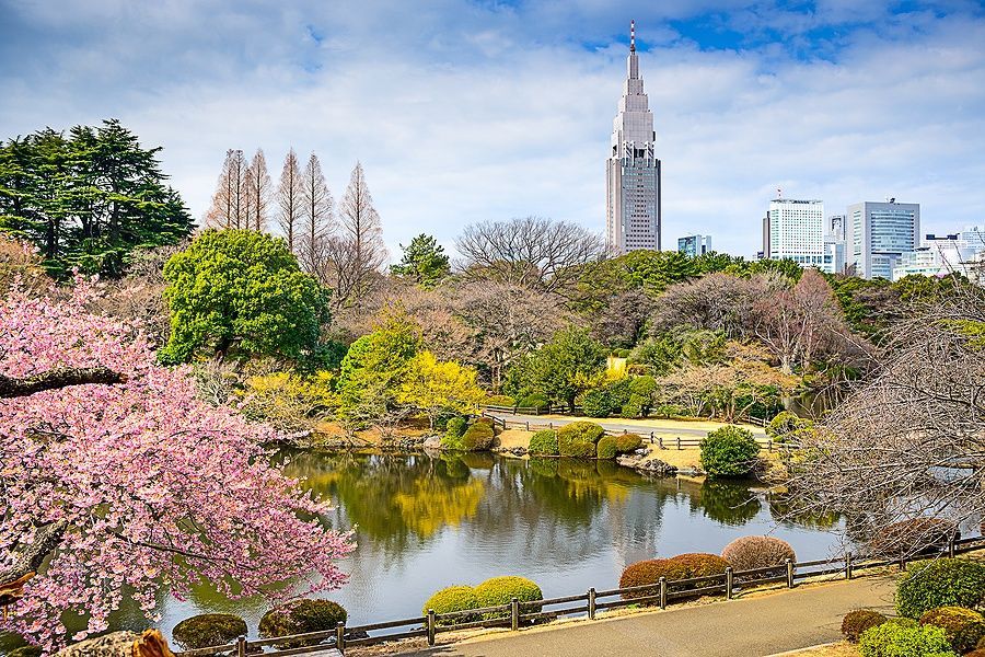Parco Shinjuku Gyoen a Tokyo in primavera con fiori di ciliegio e skyline sullo sfondo.