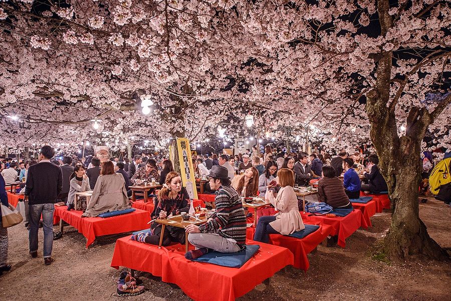 Persone che partecipano a un festival Hanami serale sotto i ciliegi in fiore a Kyoto.