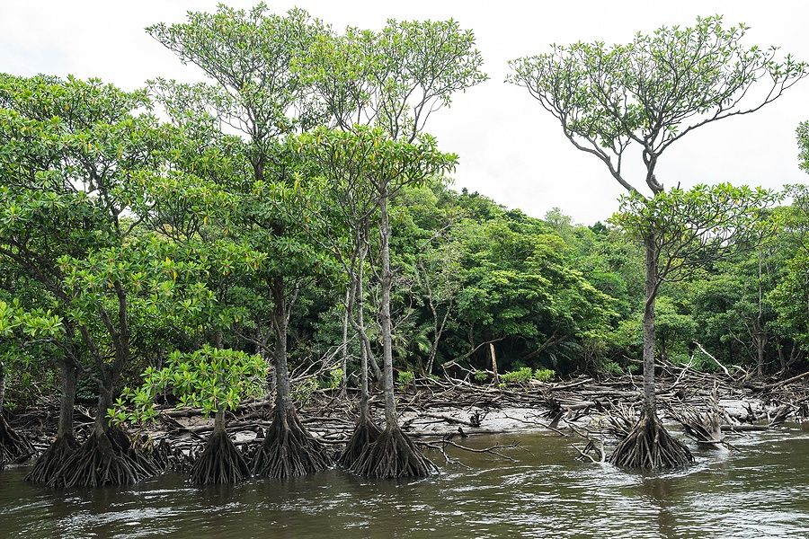 Mangrovie lungo il fiume Nakama, Iriomote, Okinawa, Giappone.