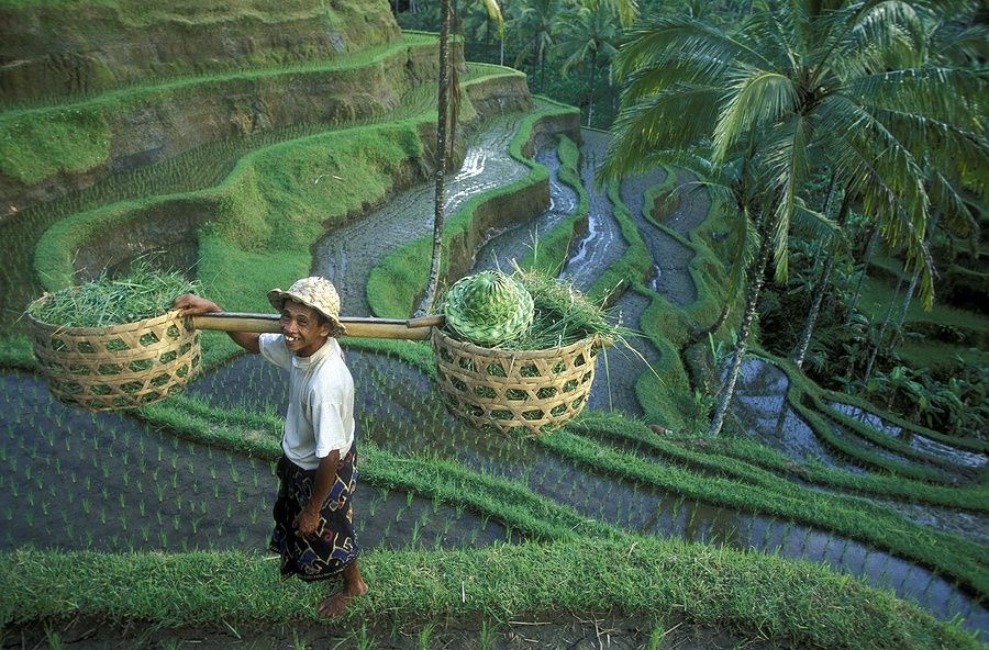 Uomo con cesti cammina lungo le terrazze di riso di Tegallalang a Bali.