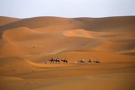 Carovana di cammelli attraversa le dune del Sahara in Marocco.