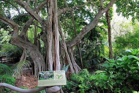 Albero di Banyan a Jungle Island, Miami, 2014.