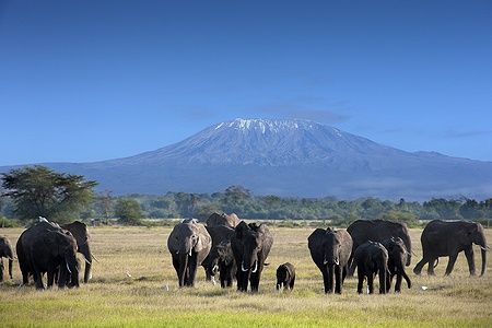 Elefanti nella savana con il monte Kilimangiaro sullo sfondo.