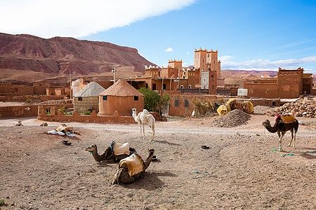 Cammelli davanti alla Kasbah Ellouze nei piedi dell'Atlante vicino a Ait Ben Haddou, Marocco.