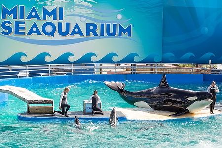 Addestratori con l'orca Lolita al Miami Seaquarium.