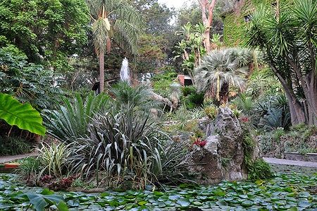 Giardino tropicale con palmizi e ninfee a La Mortella, Ischia.