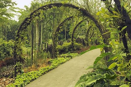 Sentiero con archi artificiali e orchidee ai Giardini Botanici di Singapore.