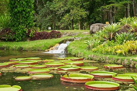 Laghetto con ninfee e cascata nel giardino botanico di Rio de Janeiro.