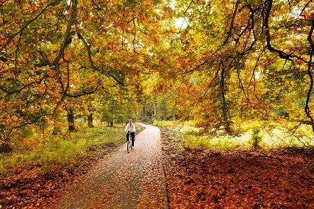 Donna in bicicletta in un sentiero autunnale nel parco nazionale De Hoge Veluwe.