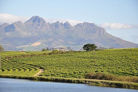 Vigneti di Stellenbosch con montagne e lago sullo sfondo.