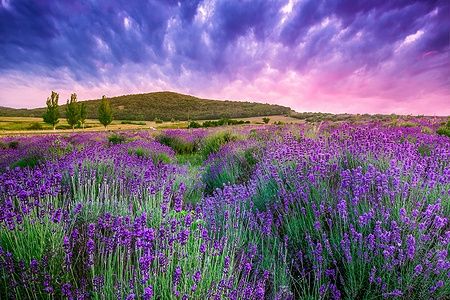 Tramonto estivo su un campo di lavanda a Tihany, Ungheria.