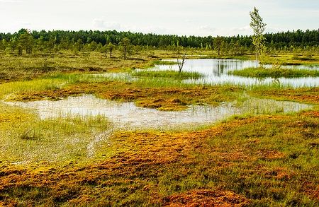 Paesaggio di tundra nel Parco Nazionale di Soomaa, Estonia, con muschio e specchi d'acqua.