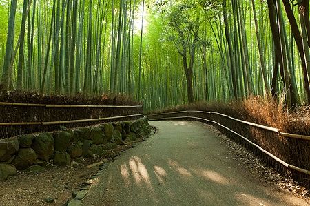 Sentiero immerso nel boschetto di bambù ad Arashiyama, Kyoto.