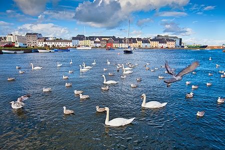 Cigni e gabbiani nella baia di Galway con edifici pastello sullo sfondo.