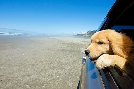 Cucciolo di Golden Retriever in auto guarda fuori dal finestrino sulla spiaggia.