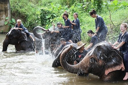 Persone felici cavalcano elefanti che spruzzano acqua nel fiume a Chiang Mai, Thailandia.