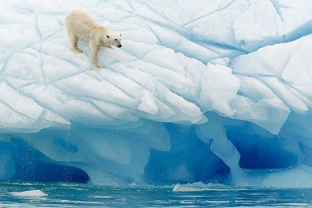 Orso polare in equilibrio su un iceberg nelle isole Svalbard, Norvegia.