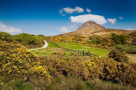 Vista su Diamond Hill nel Connemara National Park, circondato da ginestroni gialli.