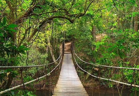 Ponte sospeso tra la vegetazione della giungla nel Parco Nazionale di Khao Yai.