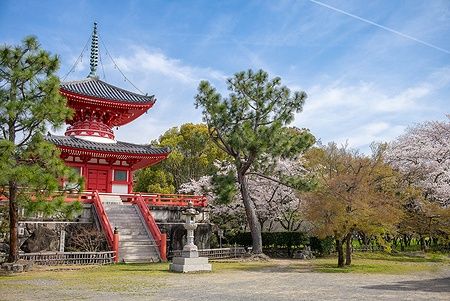 Il tempio Daikaku-ji a Kyoto tra alberi di ciliegio in fiore.