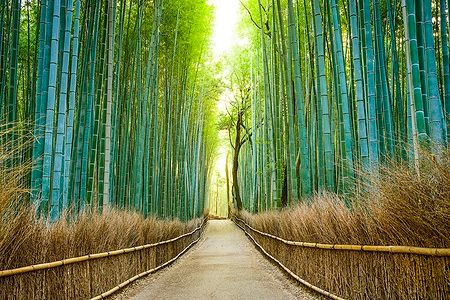 Sentiero nella foresta di bambù di Arashiyama, Kyoto, Giappone.