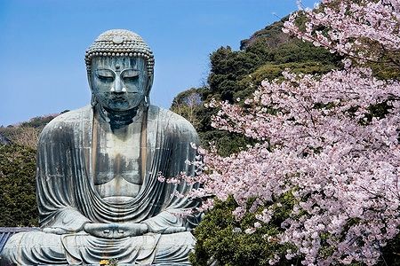 Il Grande Buddha di Kamakura con ciliegi in fiore in primavera.