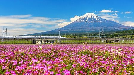 Treno Shinkansen e Monte Fuji con fiori di shibazakura a Shizuoka.