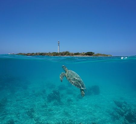 Tartaruga marina nuota sotto l'acqua vicino a Amedee Island con un faro sullo sfondo.