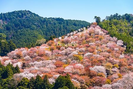 Colline fiorite di Yoshinoyama con ciliegi in piena fioritura a Nara, Giappone.