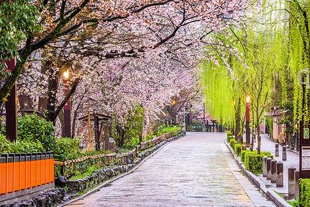 Strada fiancheggiata da ciliegi in fiore a Gion Shirakawa, Kyoto, in primavera.