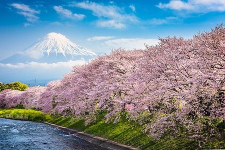 Monte Fuji con ciliegi in fiore in primavera e un fiume vicino.