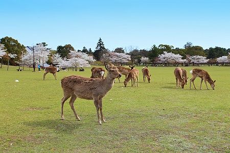 Cervi che pascolano nel Nara Park, circondati da ciliegi in fiore.