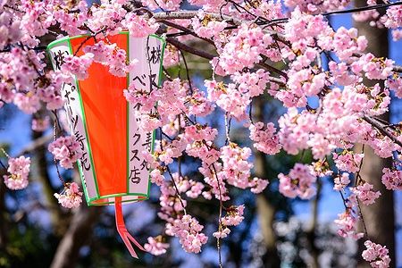 Fiori di ciliegio e lanterna al parco Ueno, Tokyo.