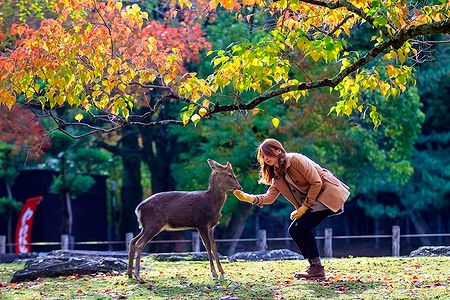 Donna interagisce con un cervo sotto un albero autunnale nel parco di Nara.